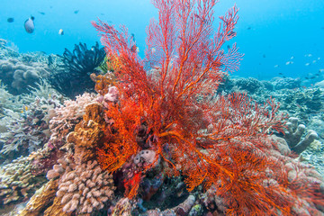 Fototapeta na wymiar Coral garden in Caribbean