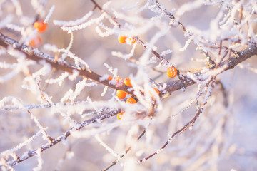 twigs and berries of sea buckthorn in frost