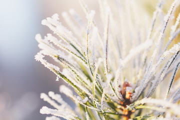 the needles of pine in hoarfrost winter macro