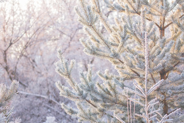 Obraz premium young spruce in frost in winter