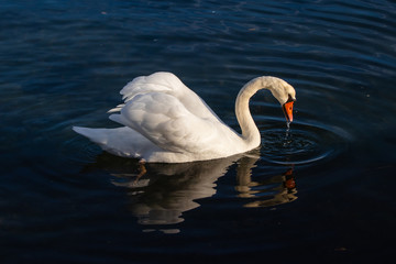 Höckerschwan läuft Wasser aus Schnabel
