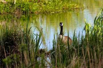 Kanadagans im See hinter Gras