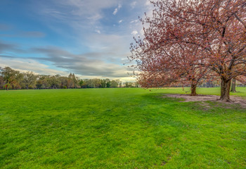 Obraz premium Central Park, New York City in spring