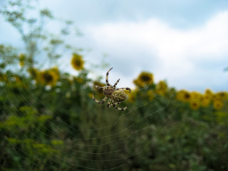 Spider on the spider web on background blurred of the gloomy sky and sunflower field
