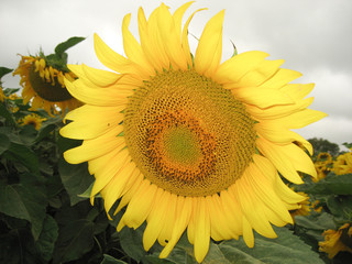 Obraz premium The sunflower flower is photographed close up to the background of the gloomy sky