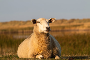 Schaf liegt auf Deich