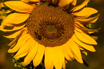 Sonnenblumenkopf mit Biene