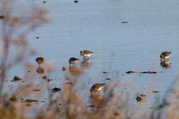 Wasservögel bei Ebbe im Herbst