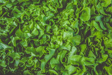 Fototapeta na wymiar Green hydroponic organic salad vegetable in farm, Thailand. Selective focus