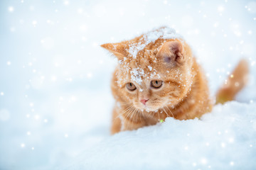 Little red kitten sitting on the snow in winter © vvvita
