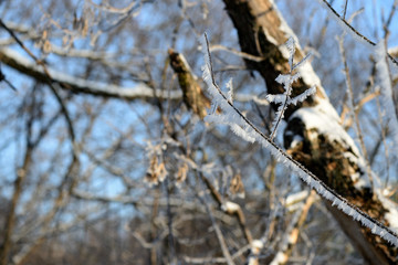 Branches of trees covered with hoarfrost in the forest close up