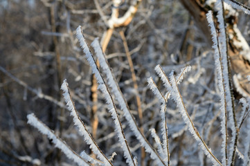 Branches of trees covered with hoarfrost in the forest close up