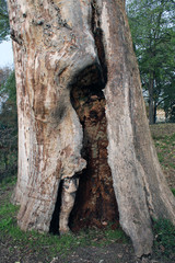 Albero secolare scortecciato e contorto con fessura