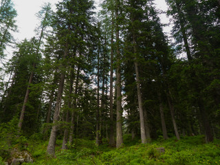 Foresta di Conifere alpina con sottobosco