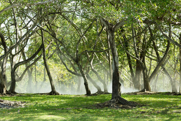 Fog in green park