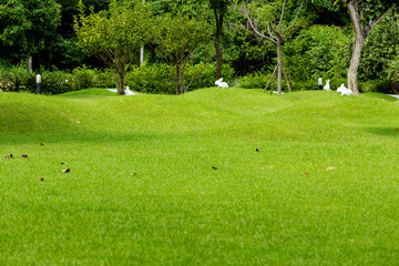 free space greensward and tree in the park and slope whit Rabbit Doll