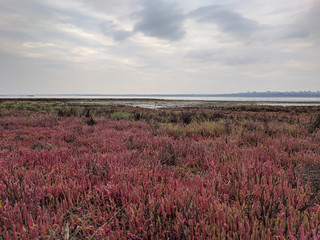 Various colorful succulent plants Kuyalnik estuary landscape
