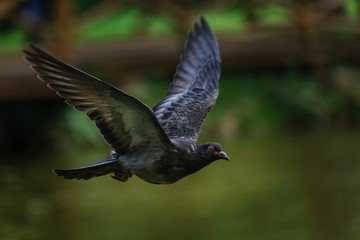 bird in flight