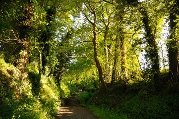 A path in Brittany