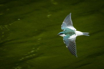 swallow