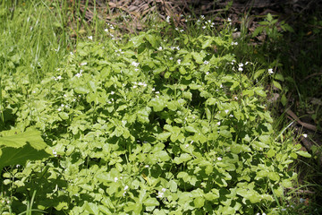 Cardamine amara or large bitter-cress in wild, Belarus