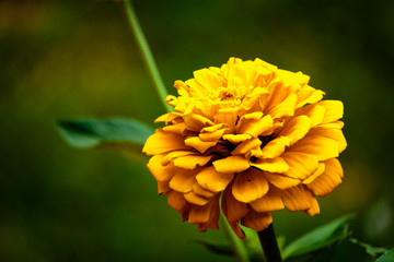 yellow flower of calendula