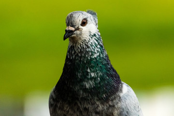 portrait of pigeon