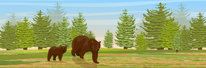 Brown bear and her cub go through the meadow. Spruce forest. Wild animals of Europe and America. Realistic Vector Landscape