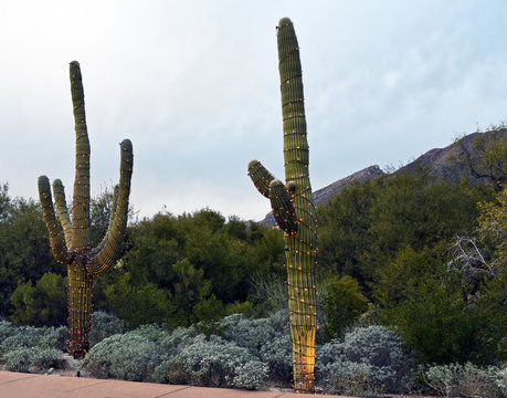 Two saguaro cacti decorated with christmas lights