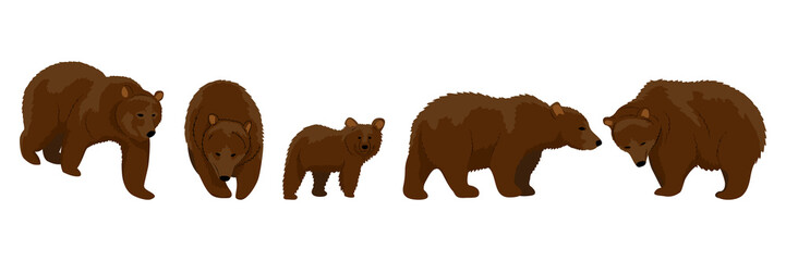 Collection of brown bears in various poses. Adult animals and cub. Realistic Vector Animals