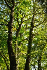 Tree at summer