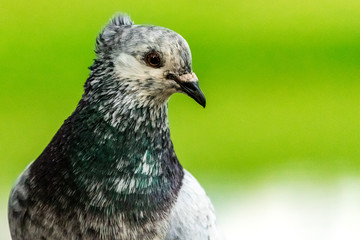 pigeon