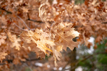autumn leaves on tree