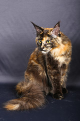 Maine Coon