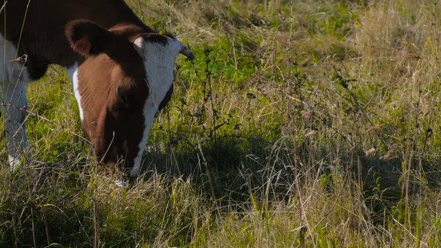 Hereford Cows eating grass. Free grazing. Cattle breeding. Livestock grazing.