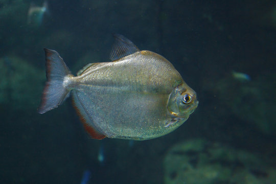 Silver dollar fish (Metynnis argenteus) in their habitat