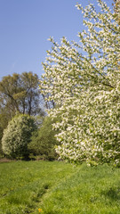 Smartphone HD wallpaper of beautiful view near Thundorf - Danube - Bavaria - Germany