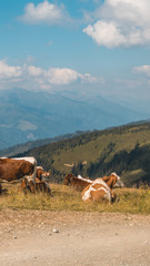 Fototapeta na wymiar Smartphone HD wallpaper of beautiful alpine view at Zell am See - Zeller See - Salzburg - Austria