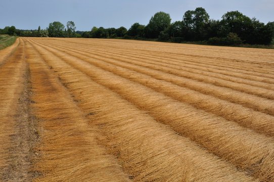 France, linen field in Normandy