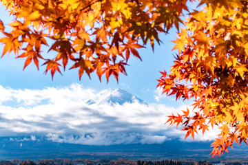 Naklejka premium Colorful Autumn in Mount Fuji, Japan - Lake Kawaguchiko is one of the best places in Japan to enjoy Mount Fuji scenery of maple leaves changing color giving image of those leaves framing Mount Fuji.