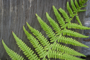 Green fern on old weathered wooden background. Beautiful details of the fern leaves and detailed...