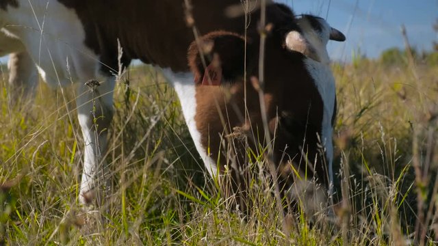Hereford Cows eating grass. Free grazing. Cattle breeding. Livestock grazing.
