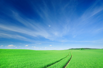 Fototapeta na wymiar Landscape, green fields and blue sky