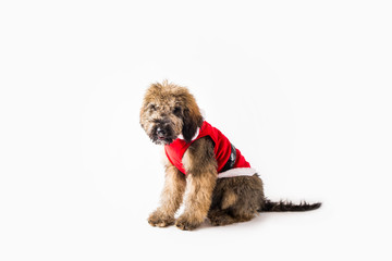 Golden Doodle Puppy on Isolated Background