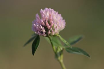 Pink clover flower