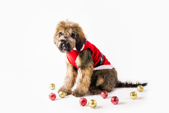 Golden Doodle Puppy on Isolated Background