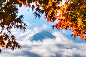 Colorful Autumn in Mount Fuji, Japan - Lake Kawaguchiko is one of the best places in Japan to enjoy Mount Fuji scenery of maple leaves changing color giving image of those leaves framing Mount Fuji.