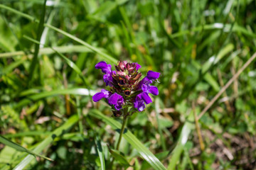 Wild flower with a blurred background