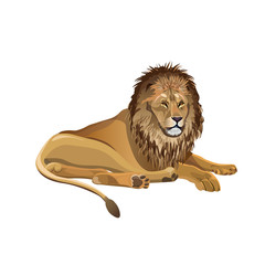 African lion lying © Hennadii