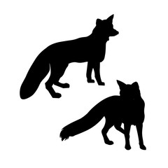 Standing red fox.